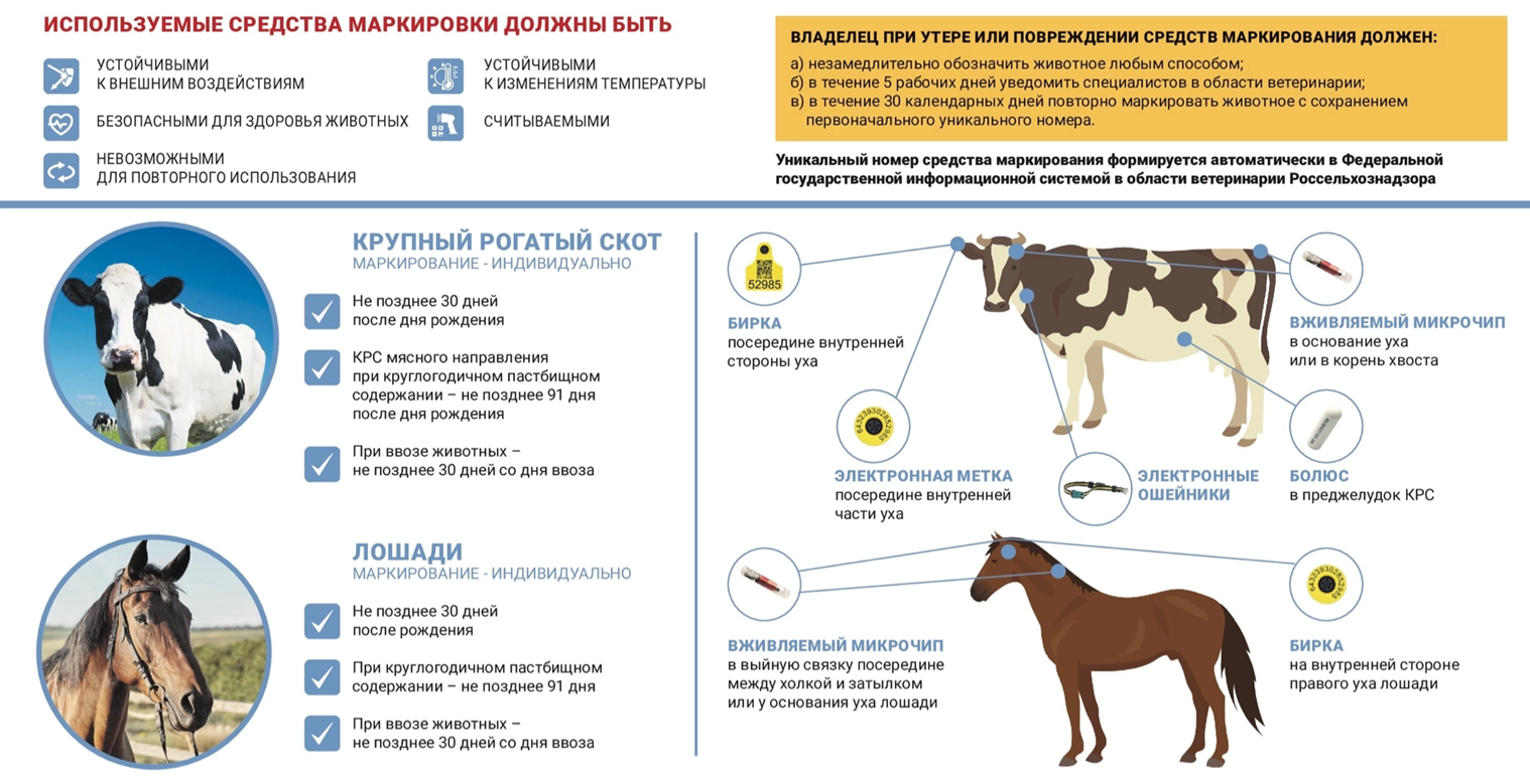 Памятка согласно «Ветеринарных правил маркирования и учета животных» утвержденных  Министерством сельского хозяйства Российской Федерации от 3 ноября 2023 года N 832.